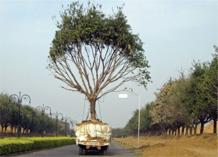 5,700 Mature Trees Won’t Be Cut, Instead Transplanted Elsewhere To Build Dwarka Expressway