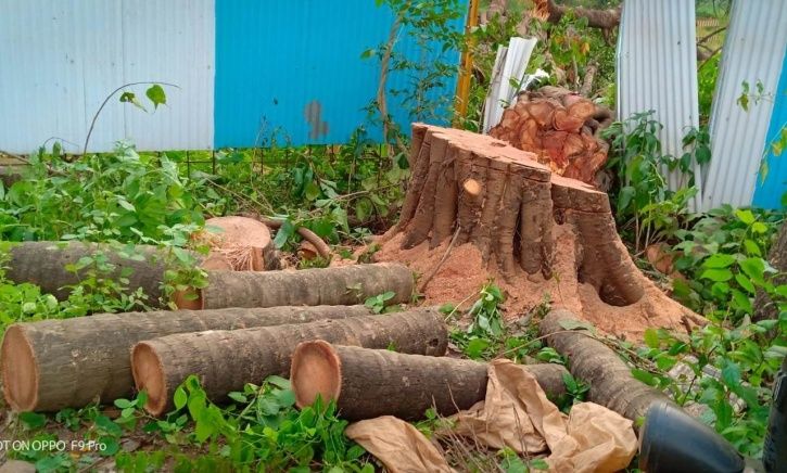 800 Of 1,800 Trees Transplanted From Aarey Forest By Mumbai Metro Are Dead