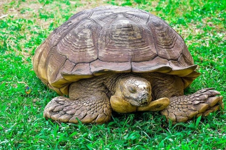 Africa's Oldest Tortoise - Alagba - Dies At The Age Of 344