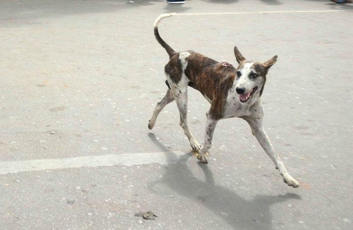 Animal Abuse, Noida, Dog Abuse, Dog Attacked