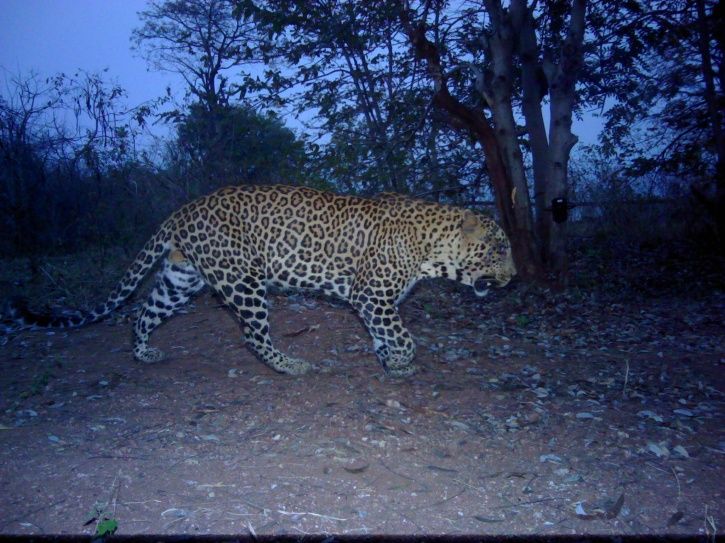 At 40, Bengaluru's Bannerghatta National Park Could Have The Highest