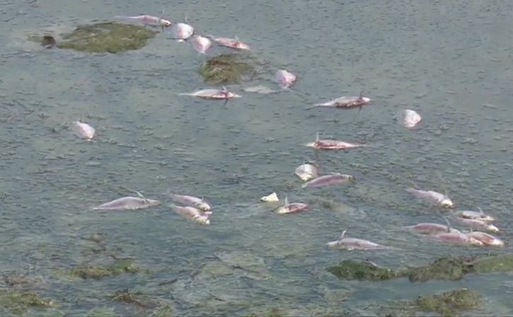 Dead Fishes Seen Floating In Backwater