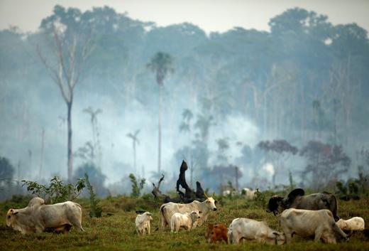 7 Serious Impacts Of Deforestation That Harm Our Environment