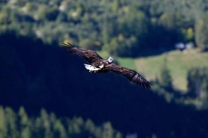 Eagle Equipped With A 360 Camera Took Flights Over Glaciers And Mountains