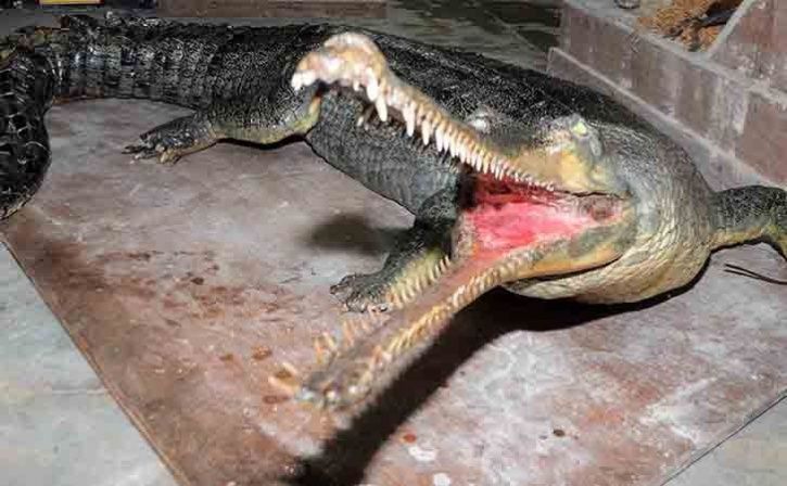Gharial Stoned To Death By Chirang Villagers