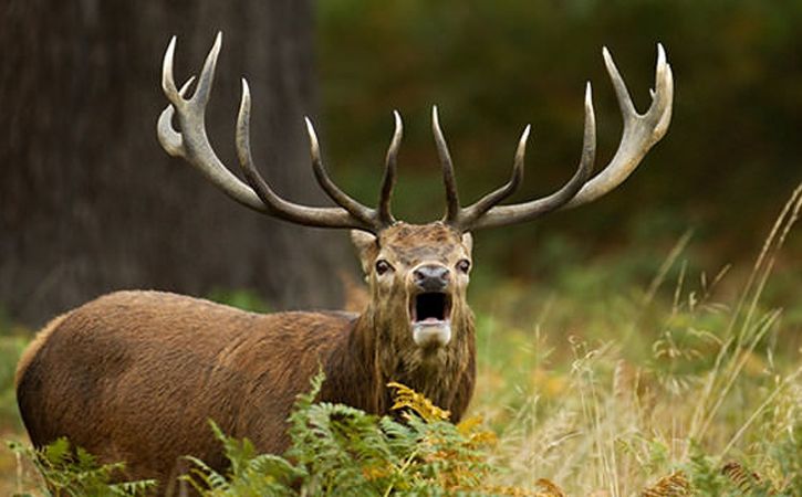 hunter killed by deer