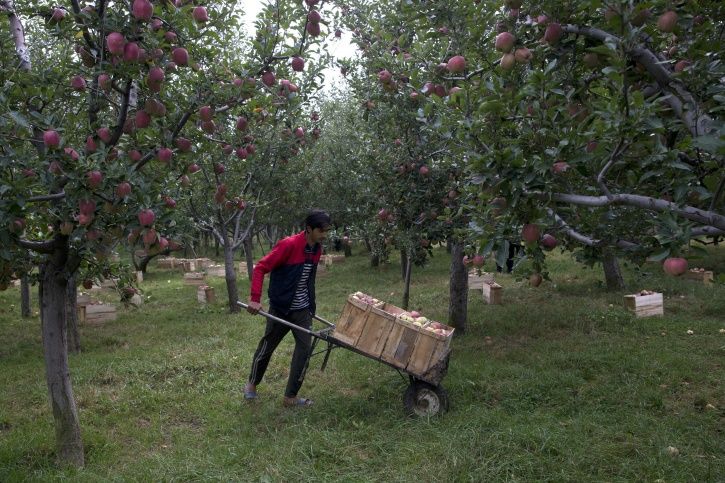Kashmir Apple Trade