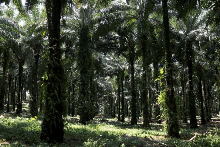 Malaysia Palm Oil