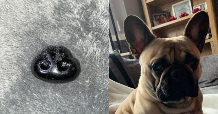 In A Hilarious Post, Woman Shares How She Thought Her Dog's Nose Had Fallen Off Only To Find It