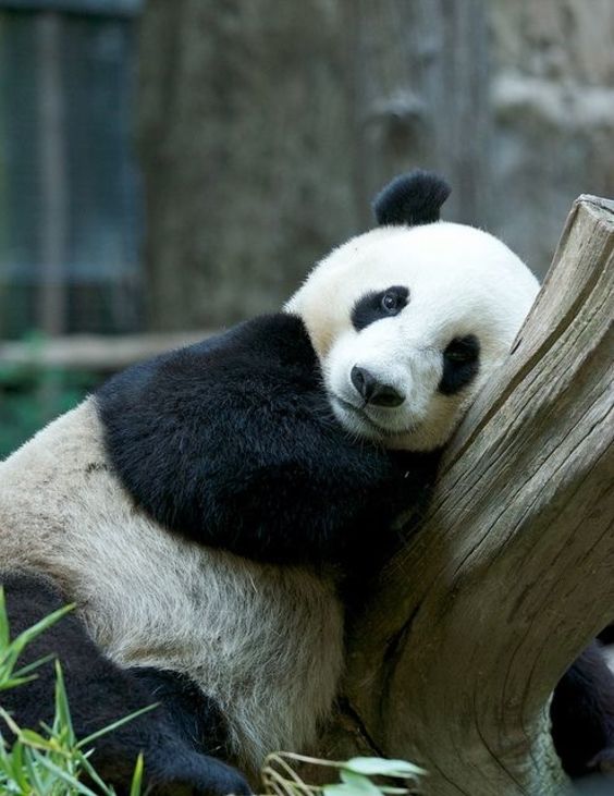 Why We Will Always Be In Love With Pandas 
