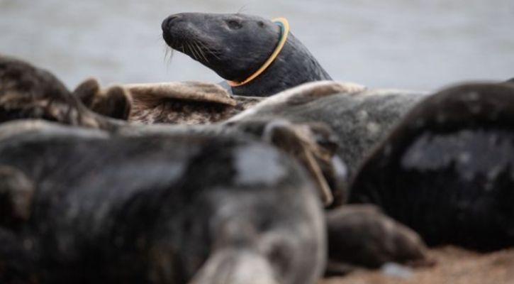 Heartbreaking Photos Of How Our Trash Is Impacting The Animals And Wildlife