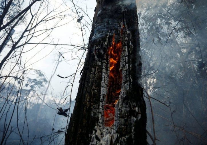 At 88 Meters, The Tallest Tree In Amazon Is Still Safe From The Deadly Fires