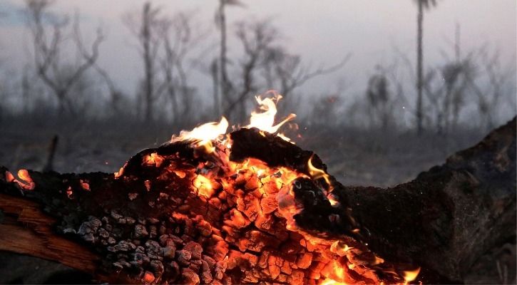 As The Amazon Rainforest Burned,  Million Animals Died In Just   Percent Of Its Total Area