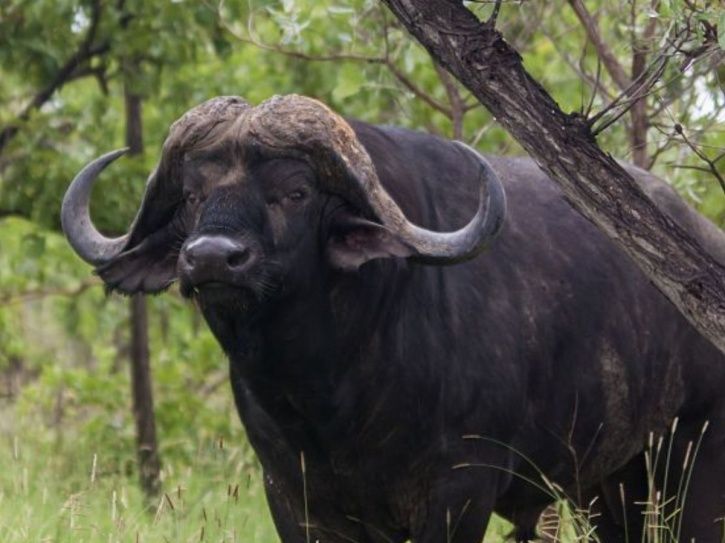 Delhi Zoo's Last Cape Buffalo Dies After Eating Plastic & It's All