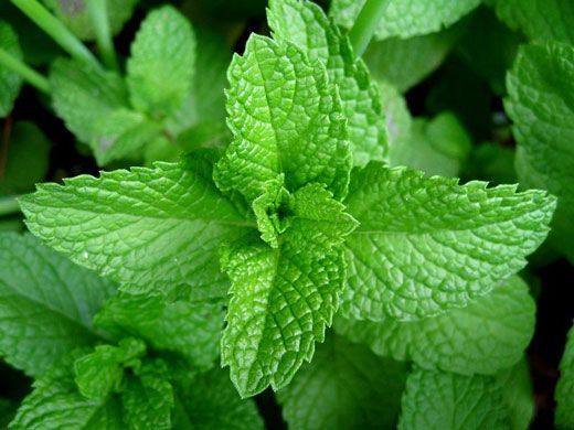 magical herbs to keep in your home