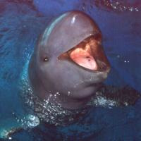 Irrawaddy Dolphin (Stolen from another user. XD)