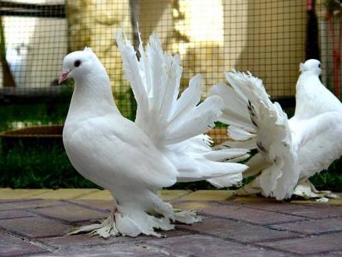Columbidae-Pigeons