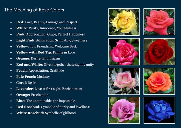 Signification Des Couleurs De Roses Et Fleurs Populaires Hot Sex Picture