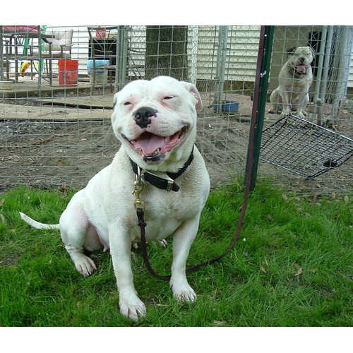 bulldog american olx