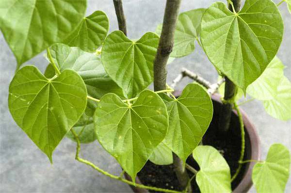 Giloy/Guduchi (Tinospsora Cordifolia) Health Benefits