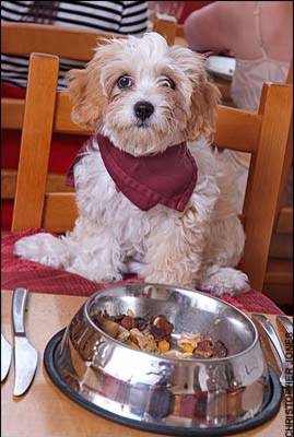 SHOULD PET DOGS BE ALLOWED IN RESTAURANTS