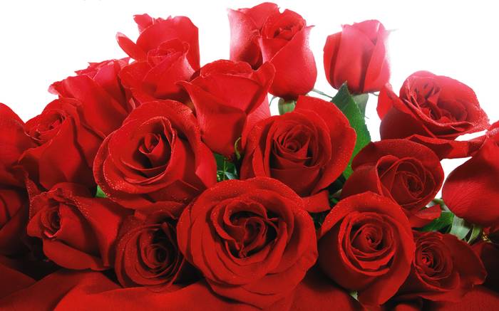 Significance Of Number Of Roses