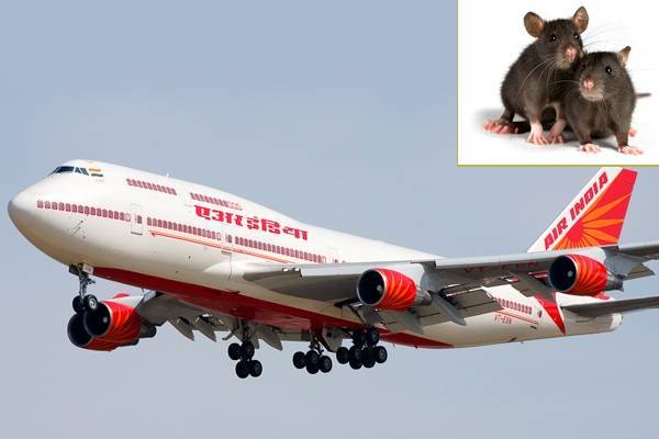 OMG: Rats Found In An Air India Aircraft!