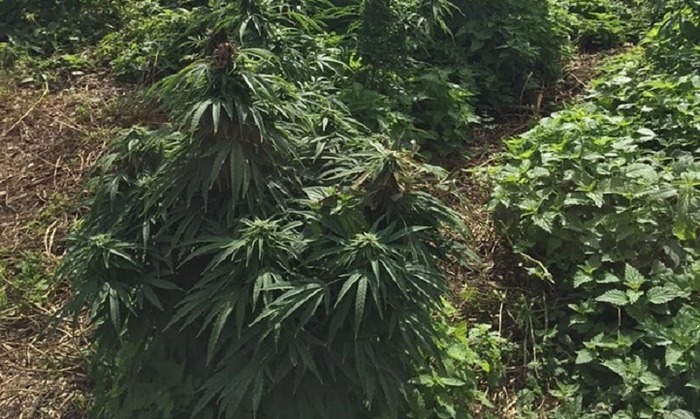 Cannabis Cultivation Legalized For Uttrakhand! Who's Moving?