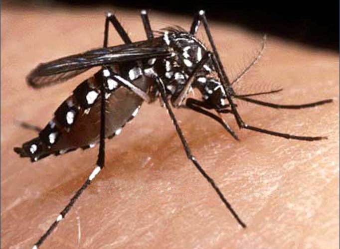 Dengue: Symptoms And Precautions