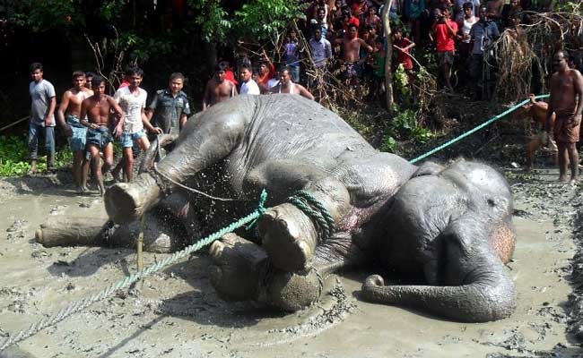 Assam Floods: Elephant Who Travelled 1,000 Kms From India To Bangladesh Passes Away