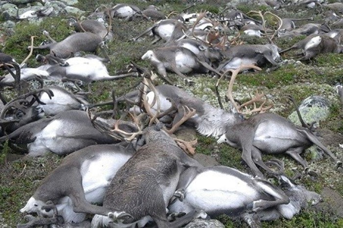 Lightning Strike Kills More Than 300 Reindeer In Norway
