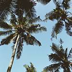 Coconut Tree Is Important To Goa
