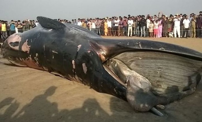 A Shocking Event At Juhu Beach Left All Locals Stunned. Details Inside!