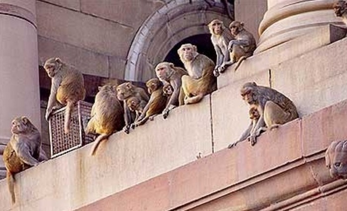 LOL: Here's What Happened When A Monkey Entered The Parliament