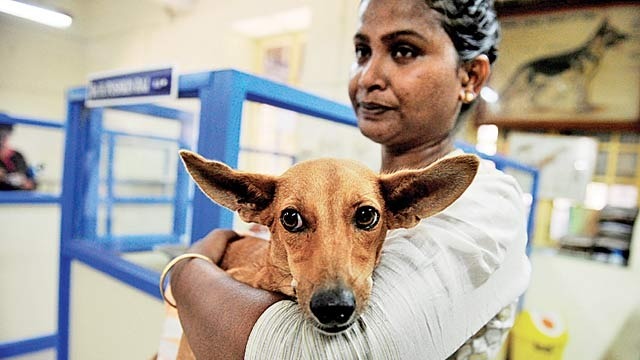 Bhadra: The Dog Who Survived The Fall Had Near Death Experiences Before
