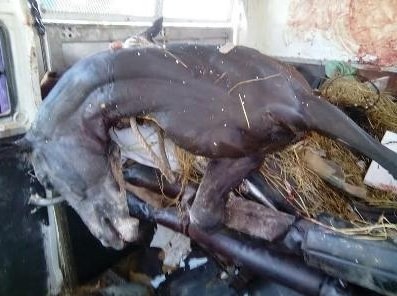 Six Madras Race Horses Killed In Accident