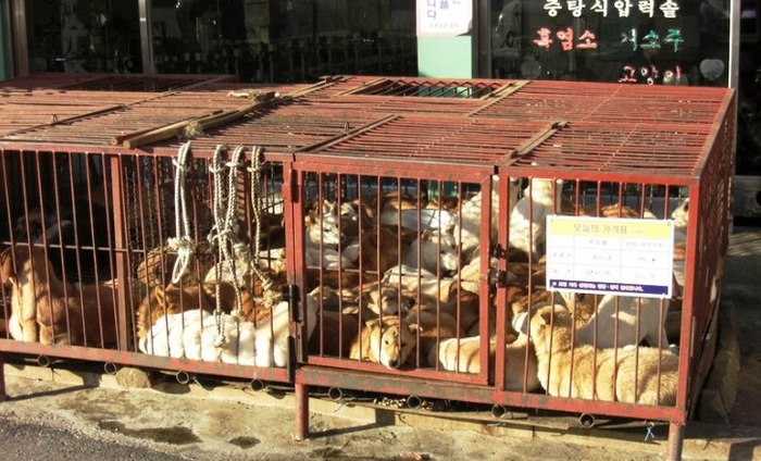 Chinese Dog-Meat Vendors Cover Their Signboard Ahead Of Yulin Festival
