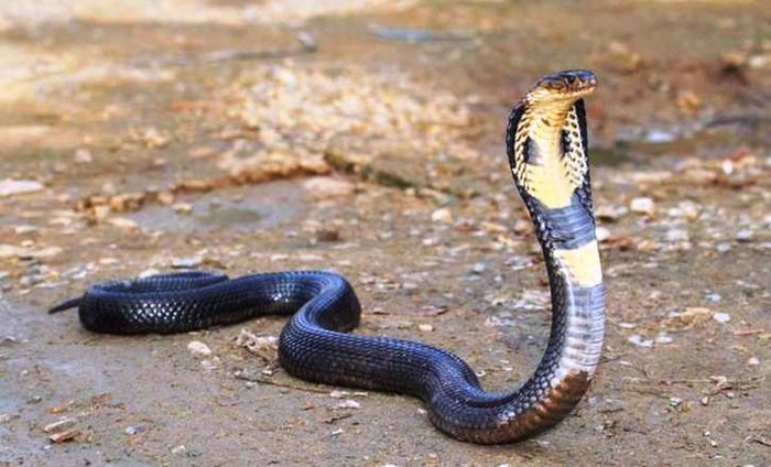 Five-Foot-Long Cobra Rescued From Educational Institute In Delhi