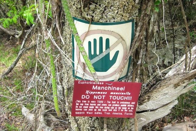 If You Stand Under This Tree Or Touch It, You'll DIE!