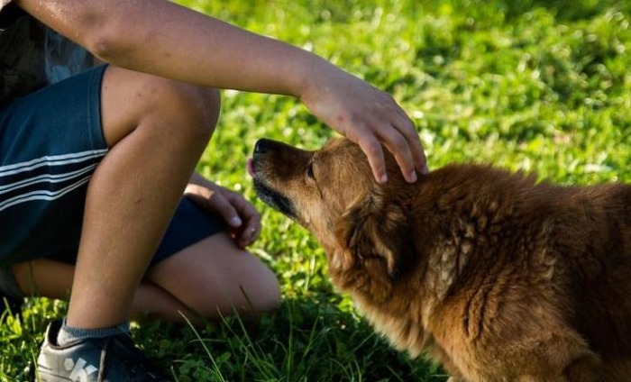 Dogs Can Sniff Out Low Blood Sugar: Study