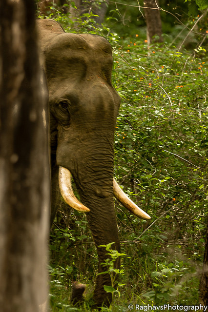 Difference Between Tusker And Elephant