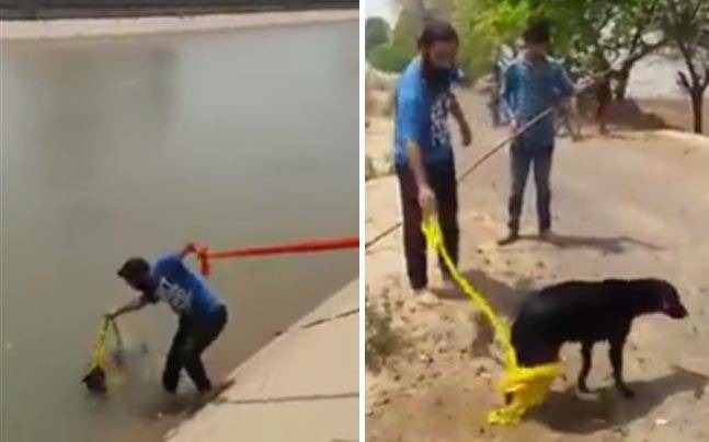 Kudos! Sikh Man Takes Off His Turban To Rescue A Drowning Dog!