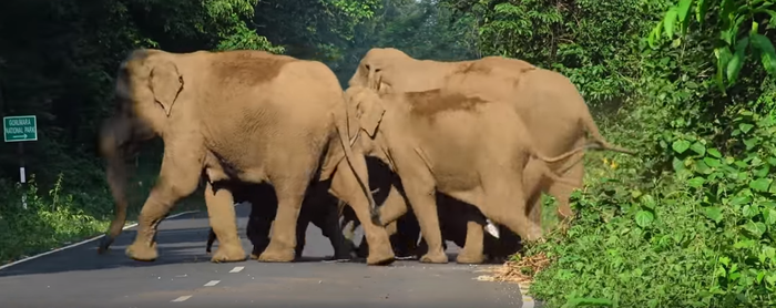Here's How This Elephant Cleared A Road To Let His Family Cross It!
