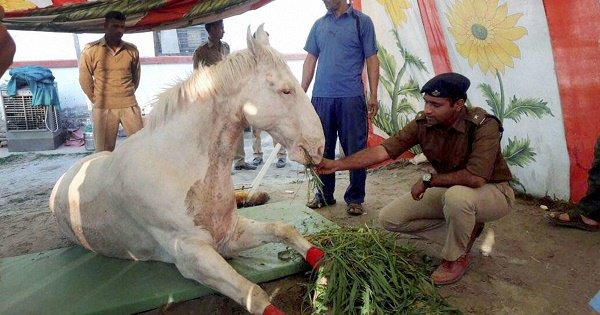 BJP MLA Breaks Police Horse Shaktimaan's Leg; He Can't Walk For 2 Months Now