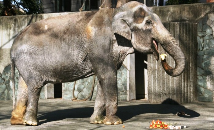 World's Oldest Elephant Passes Away In Japan At 69!