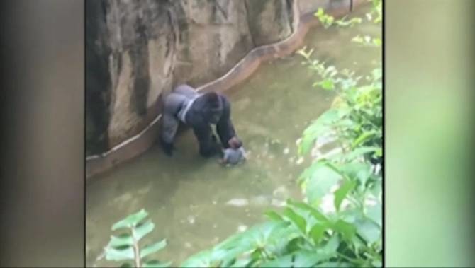 Gorilla Shot Dead After 4-year-old Fals Into Zoo Enclosure