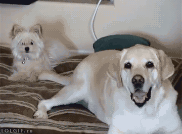 The 20 Greatest Dog GIFs of All Times