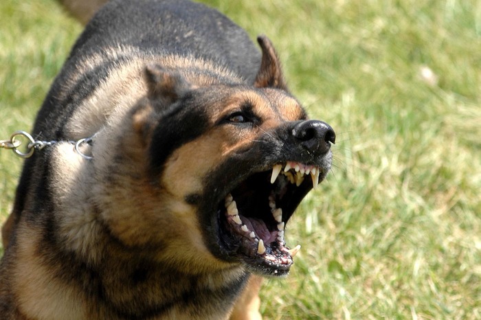 The Most Dangerous Dog Breeds On Planet