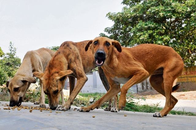 Disgusting: Kerala Protesters Kill Stray Dogs, Parade Them On Poles In Public