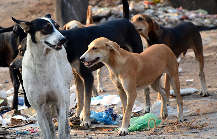 Supreme Court Slams Petition Seeking Stray Dog Culling